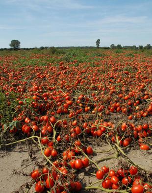 условията на плодородието на почвата