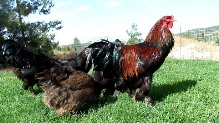 Пилета от broche chicken breed: описание, развъждане и характеристики