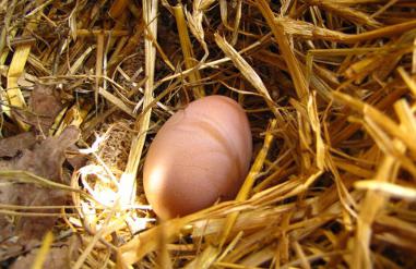 Колко яйца на ден кокошката има? Яйца на пилета. Колко години пилетата имат яйца?