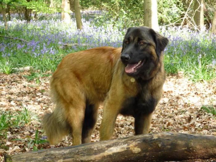 Eshterlian Shepherd Dog или португалско планинско овчарско куче: описание на породата