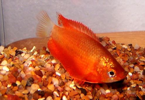 мед gourami