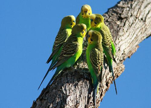 Как да научим вълнообразни папагали да говорят - комуникация с пернат домашен любимец
