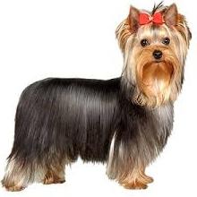 yorkshire terrier грижи и хранене