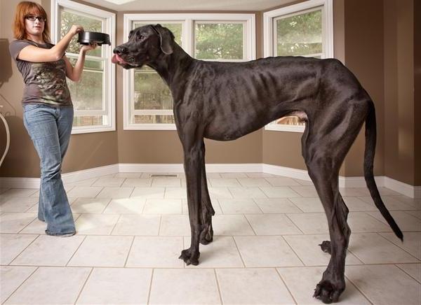 Каква е най-голямата порода кучета в света?