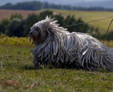 Komondor - унгарски пазач