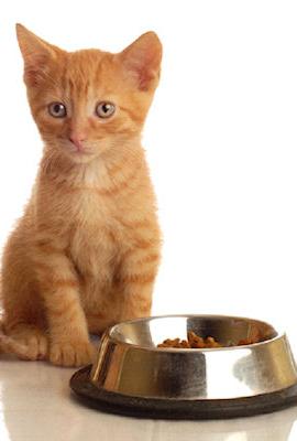 Изборът на подходяща храна за котка е гаранция за здравето на домашен любимец.