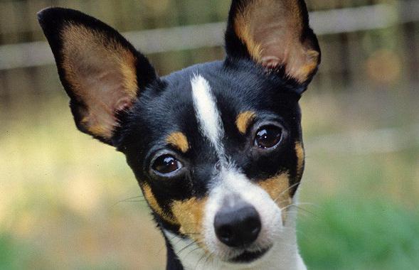 Toy Toy Terrier: грижи и поддръжка. Как да се грижим за играчките?