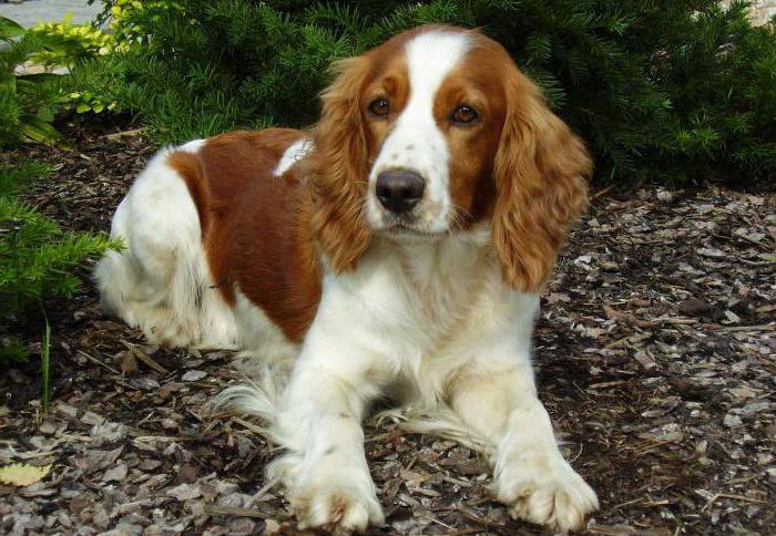 Welsh Springer Spaniel: Описание на породата