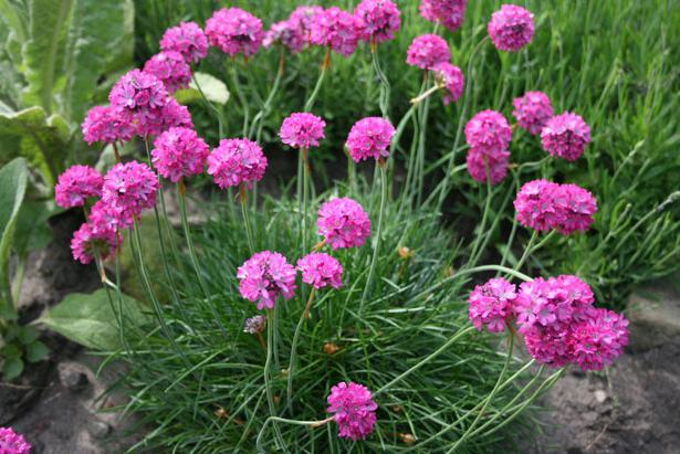 Armeria за отглеждане на гризачи