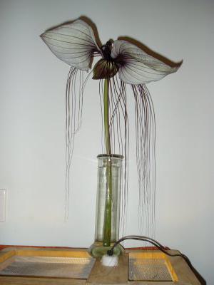  Tacca Chantrieri