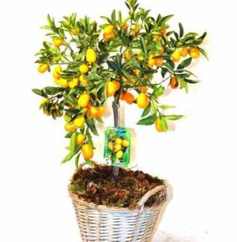 kumquat растение