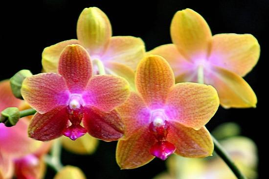 Phalaenopsis - трансплантация и грижи след нея