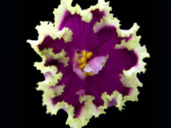Виолет "esmeralda": описание, грижа