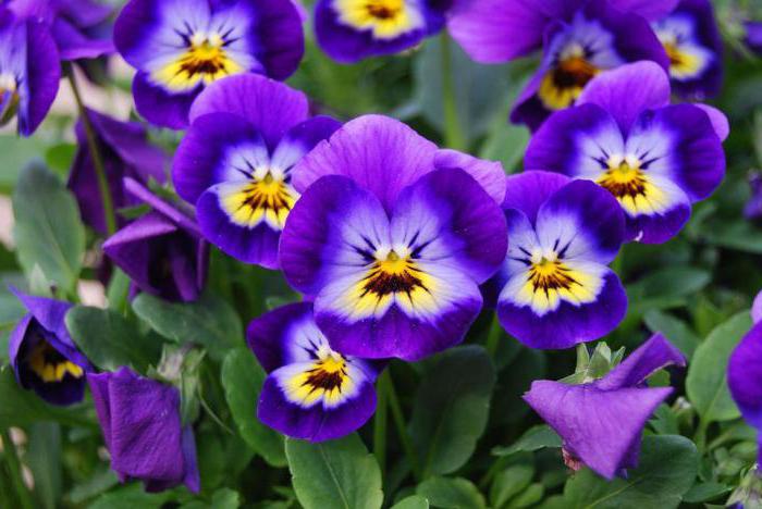 Violet's violet