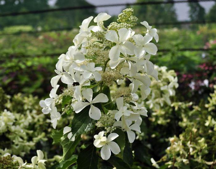 Hydrangea Levan: Описание, растеж, репродукция