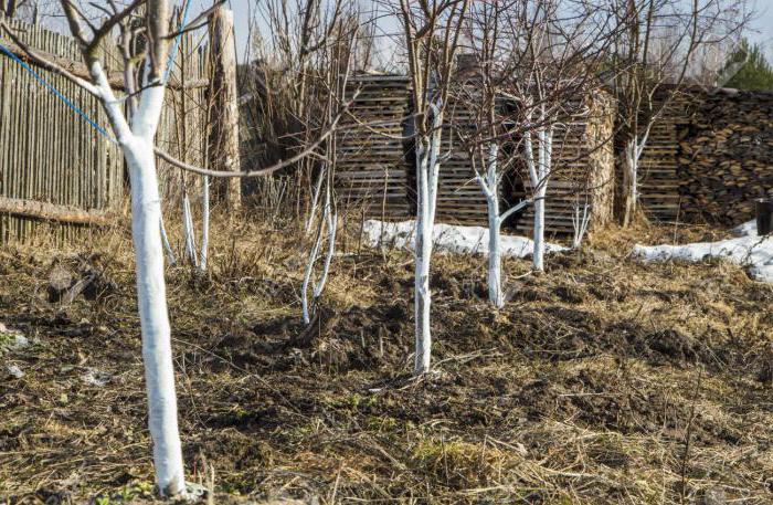 Варовик на прах: приложение в градината, в градината