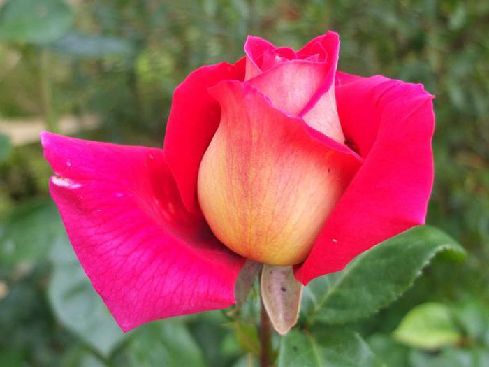 Кралицата на розовата градина Cronenburg
