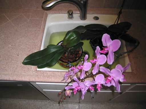 орхидея грижа