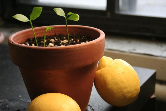как да се грижи у дома за лимон