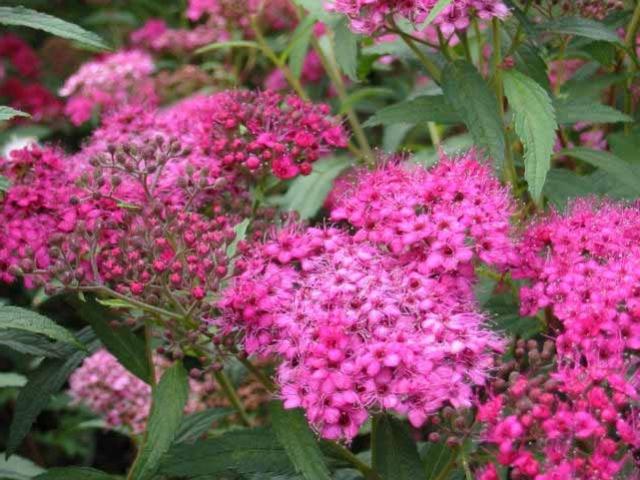 Spirea Bumalda - грандиозен храст