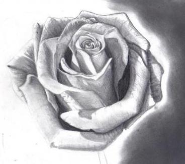 Искате да научите как да нарисувате роза с моливи?