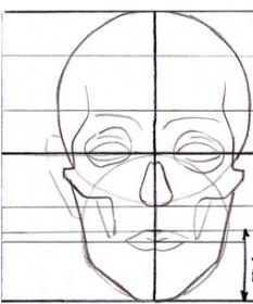 Пропорциите на човек за рисуване. Пропорции на лице и фигура на човек