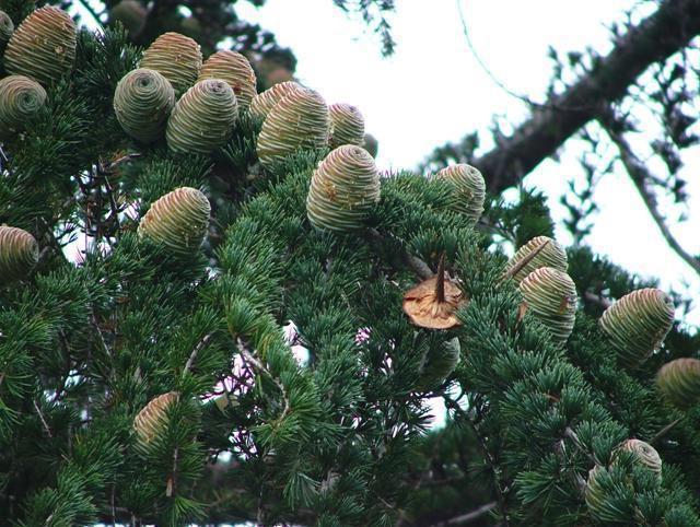 cedrus deodara