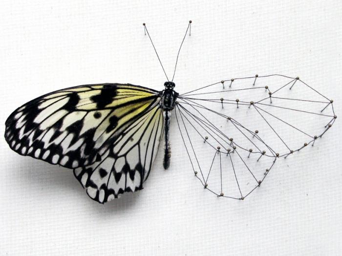 Криле на пеперуда - красива тайна на природата