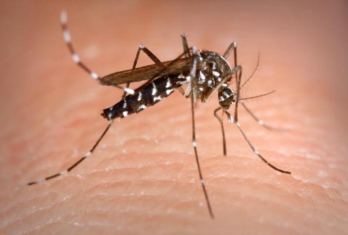 снимки на комари