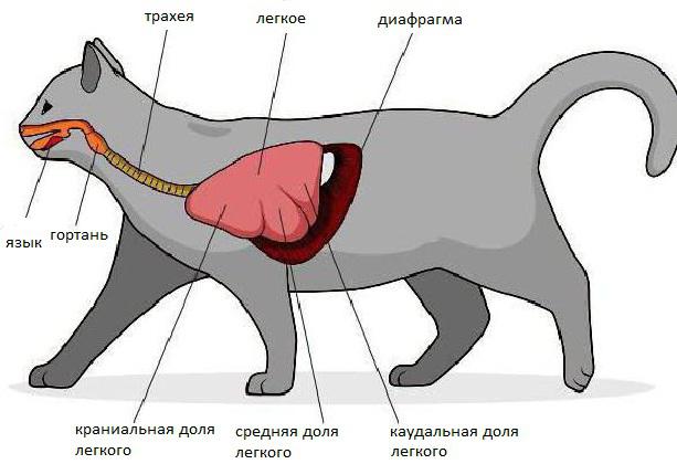 Описание и функции на блендата. Какви животни имат този орган?