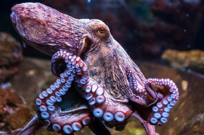 Октоподът е невероятен жител на морето
