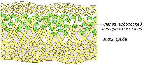 особеностите на структурата на лишеите