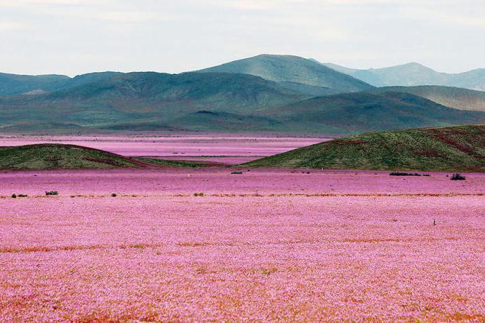 най-сухата пустиня в света никога не е имало дъжд
