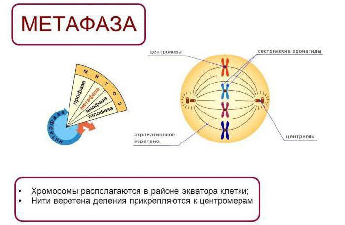 Структурата на центъра на клетките. Характеристики на структурата на клетъчния център