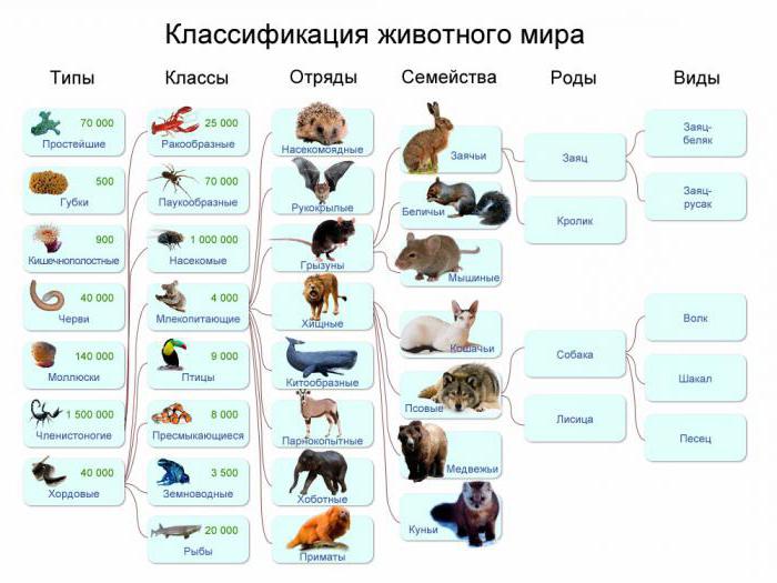 Таксон - систематична група от организми, свързани с родството