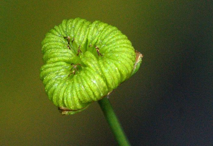 Chasusha plantain: описание, приложение в народната медицина