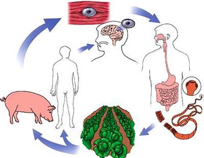 очни симптоми на цистицеркоза