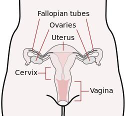 Endocervix - какво е това? Функции на ендоцервика