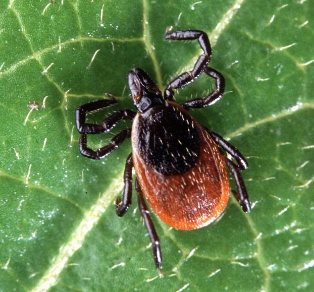 Ixodes tick-borreliosis