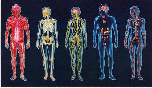 структурата и функциите на човешкото тяло 