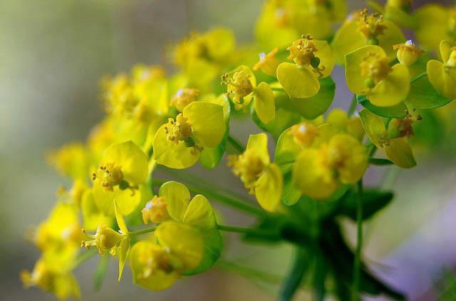 Трева трева Euphorbia